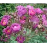 Rosa SIBELIUS®