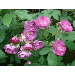 Rosa SIBELIUS®