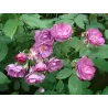 Rosa SIBELIUS®