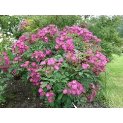 Rožė - Rosa SIBELIUS®