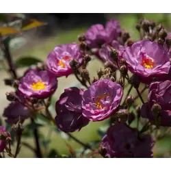 Rožė - Rosa SIBELIUS®