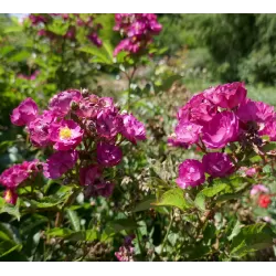 Rosa SIBELIUS®