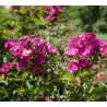 Rožė - Rosa SIBELIUS®