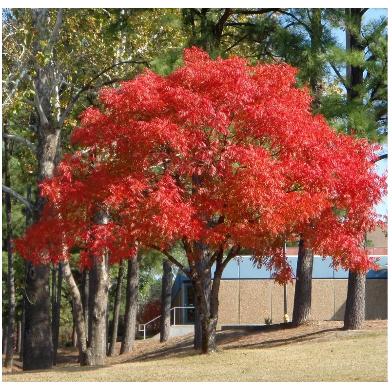 Kininė pistacija - Pistacia chinensis