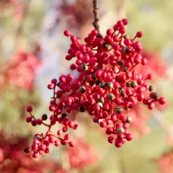 Kininė pistacija - Pistacia chinensis