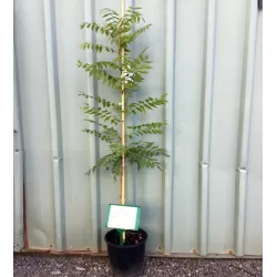 Kininė pistacija - Pistacia chinensis