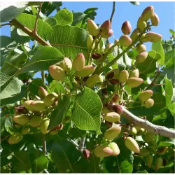 Kininė pistacija - Pistacia chinensis