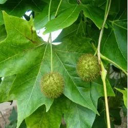 London plane tree - Platanus x acerifolia (hispanica)