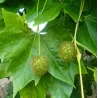 London plane tree - Platanus x acerifolia (hispanica)