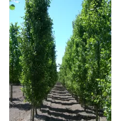 Užsisakyk augalus pavasariui jau dabar