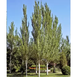 Populus tremula Erecta