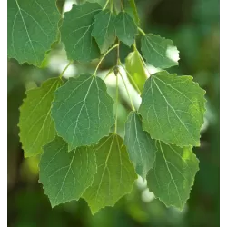Užsisakyk augalus pavasariui jau dabar