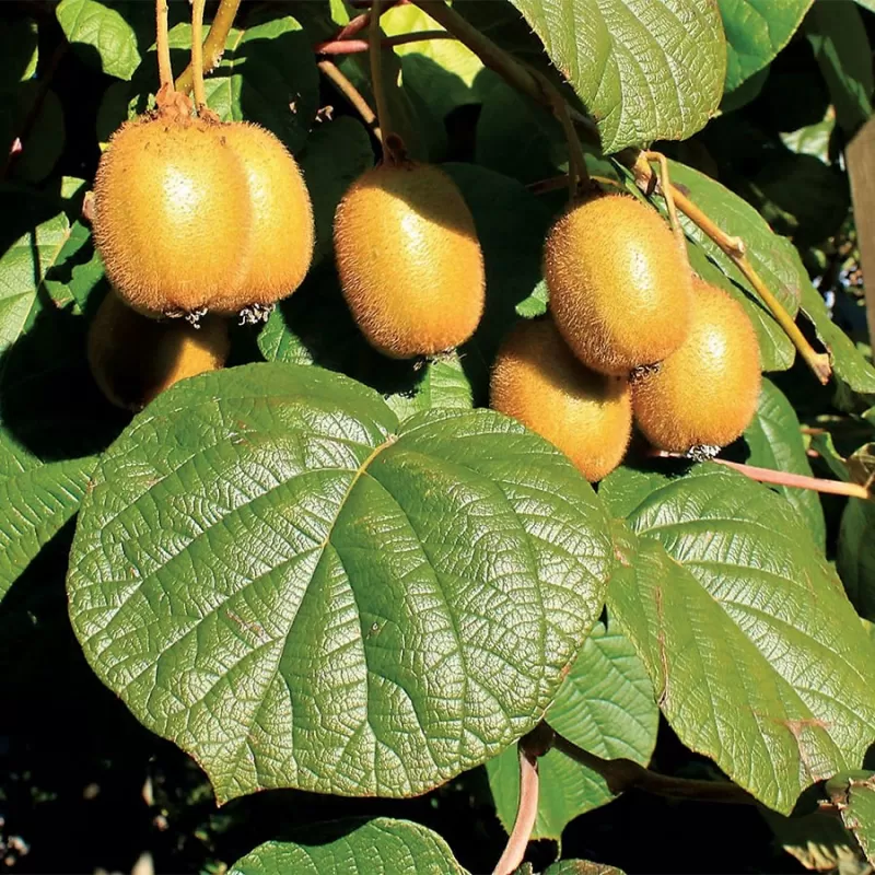 Kininė aktinidija - Actinidia deliciosa JENNY