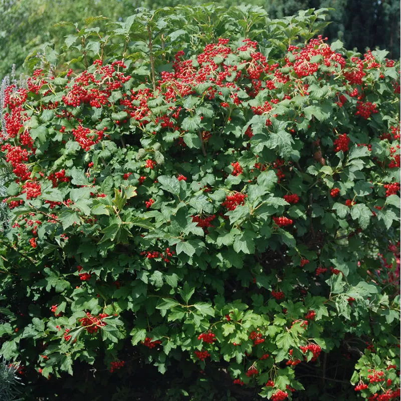 Paprastasis putinas - Viburnum opulus COMPACTUM