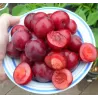 Plum - Prunus cerasifera "CRIMSON POINTE"
