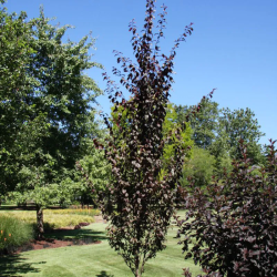 Plum - Prunus cerasifera "CRIMSON POINTE"