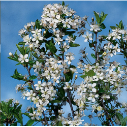 Krūminė vyšnia - Prunus eminens UMBRACULIFERA
