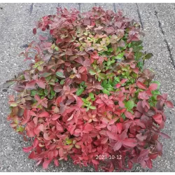 Kanadinės sedulos sodinukai su pristatymu į namus