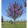 Smailiadantė vyšnia (sakura) - Prunus serrulata ROYAL BURGUNDY