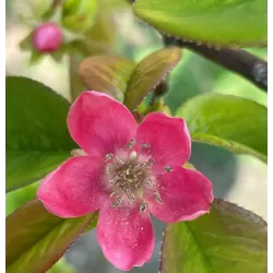 Kininis garlis - Pseudocydonia sinensis