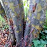 Kininis garlis - Pseudocydonia sinensis