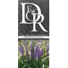 Liriope muscari MONEYMAKER