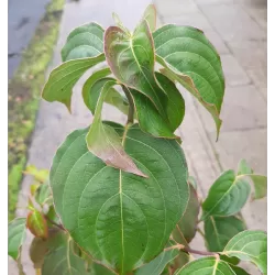 Chinese Dogwood - Cornus kousa chinensis