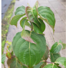 Japoninė sedula kininis porūšis - Cornus kousa chinensis