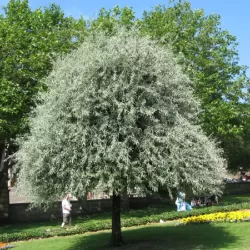 Gluosnialapė kriaušė - Pyrus salicifolia PENDULA