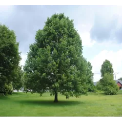 Dvispalvis ąžuolas - Quercus bicolor