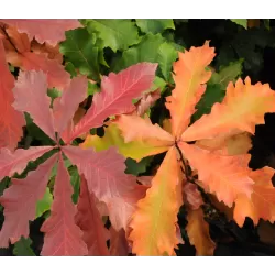 Dvispalvis ąžuolas - Quercus bicolor