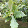 Dvispalvis ąžuolas - Quercus bicolor