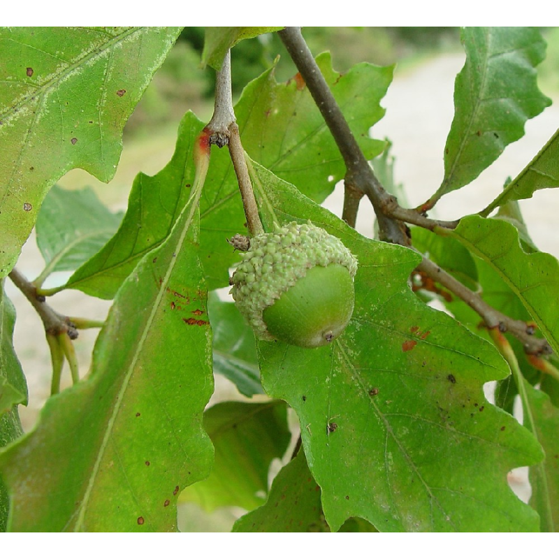 Dvispalvis ąžuolas - Quercus bicolor