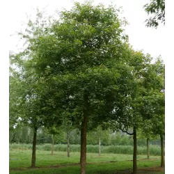 Dvispalvis ąžuolas - Quercus bicolor