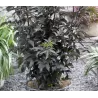 Juoduogis šeivamedis - Sambucus nigra BLACK TOWER P19C3 30-40CM