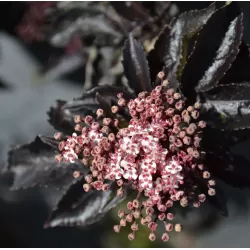 Juoduogis šeivamedis - Sambucus nigra BLACK TOWER P19C3 30-40CM