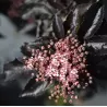 Juoduogis šeivamedis - Sambucus nigra BLACK TOWER P19C3 30-40CM