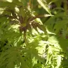Garden plants/Trees/Flowers/ web-shop