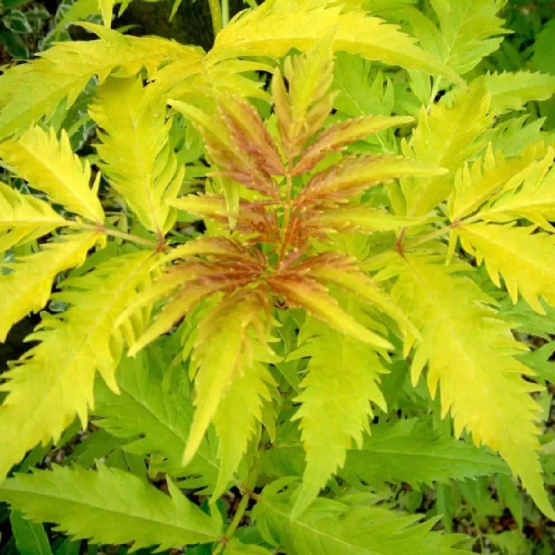 Garden plants/Trees/Flowers/ web-shop Garden plants/Trees/Flowers/ web-shop