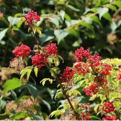 Garden plants/Trees/Flowers/ web-shop
