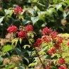 Garden plants/Trees/Flowers/ web-shop