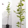 Paprastasis skroblas - Carpinus betulus LUCAS