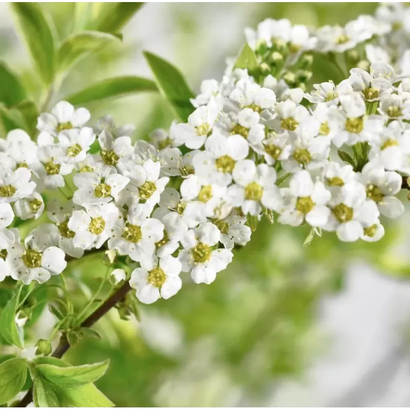 Pilkoji lanksva - Spiraea cinerea GREFSHEIM
