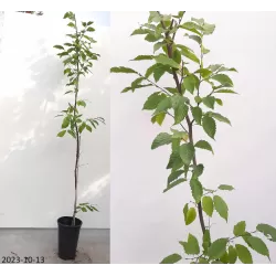 Paprastasis skroblas - Carpinus betulus FRANS FONTAINE