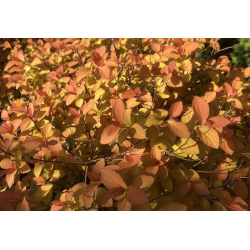 Japoninė lanksva - Spiraea japonica ZEN SPIRIT CARAMEL