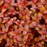 Spiraea japonica LITTLE PRINCESS