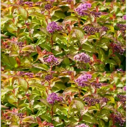 Spiraea japonica LITTLE PRINCESS