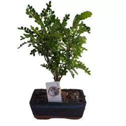 Bonsai zantoxyllum