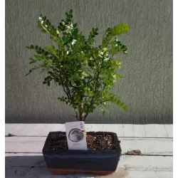 Bonsai zantoxyllum