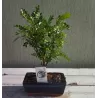 Bonsai medeliai internetu iš medelyno į jūsų namus Lietuvoje